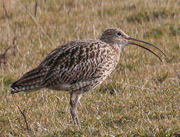 Pendle Wildlife and Bird watching